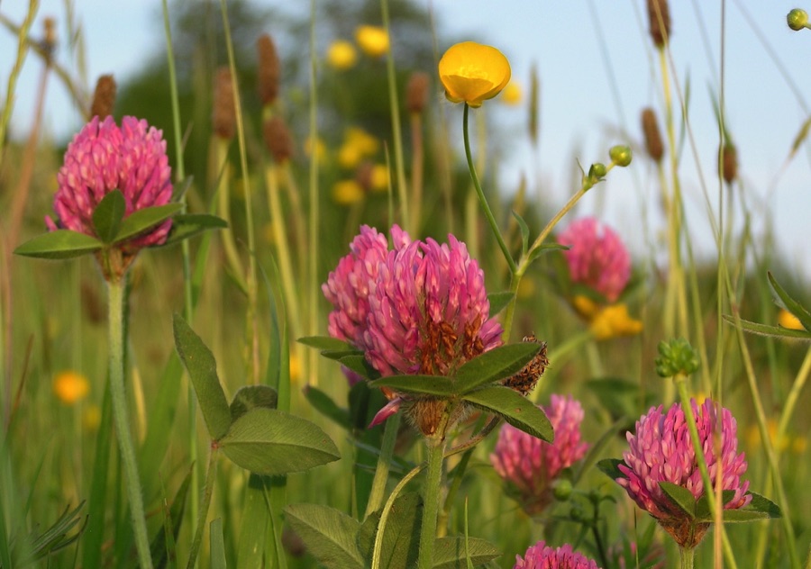 Clover and buttercups in long grass